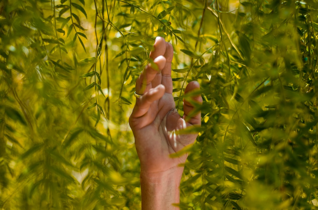 person holding green leaf plants
