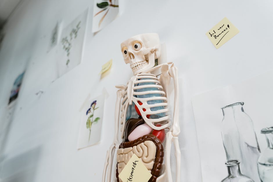 Skeleton model with organs on a classroom wall, ideal for educational purposes.