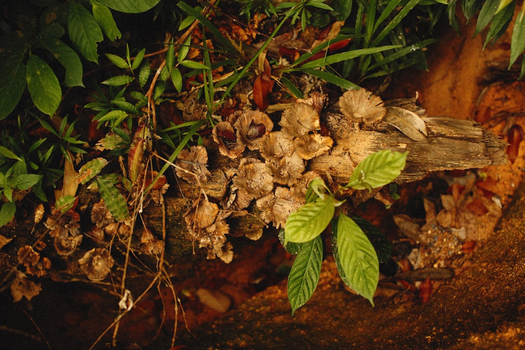 a close up of a bunch of leaves on a tree